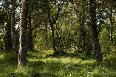 Forest Backgrounds 3 By Aredelsaralonde On DeviantArt