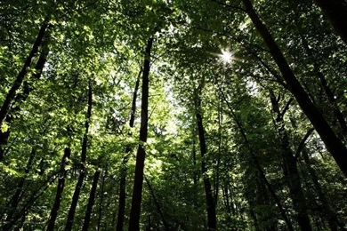 Green Forest Backgrounds In A Sunny Day Stock Photo