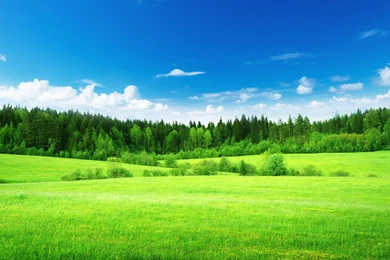 Nature Field Grass Woods Trees Green Forest Sky Clouds Landscapes ...