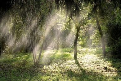 Fairy Forest Backgrounds