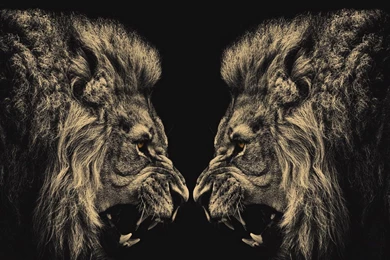 794 Lion HD Wallpapers