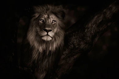 Lion Wallpapers Good ZA3   WALLPAPEROX.COM