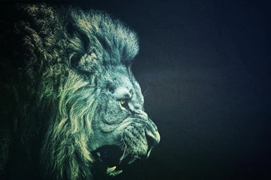 Lion In The Wild Wallpapers