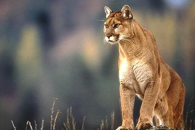 Free Lion Wallpapers Download   Animals Town