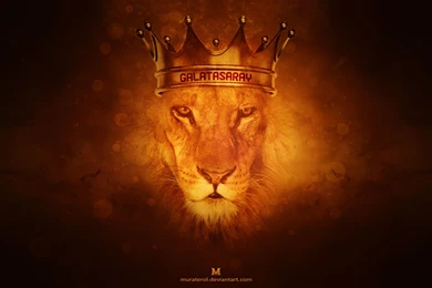 Lion Wallpapers Pretty YC5   WALLPAPEROX.COM