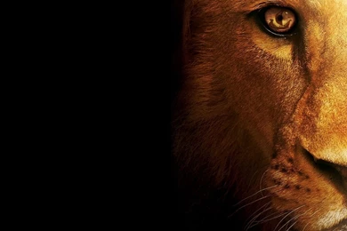 Mountain Lion wallpapers