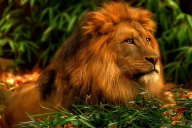 Abstract Lion Wallpapers HD HD Images New