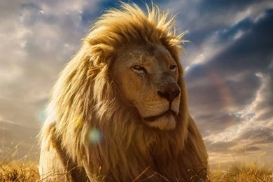Download Wallpapers 3840x2160 Lion, King Of Beasts, Mane, Savannah ...