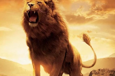 Lion Hd Wallpapers Free Download