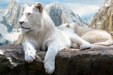 15 White Lion HD Wallpapers