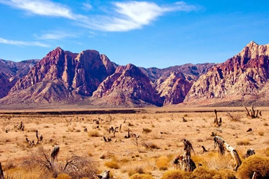 Thematic Desert Backgrounds