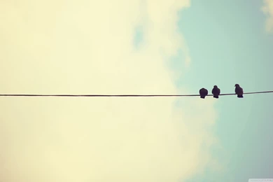 iMac Pigeons Wallpapers Full HD [2560x1440]   Free Wallpapers Full ...