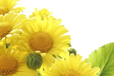 Free Wallpapers   Free Flower Wallpapers   Sunflower Flowers 3 ...