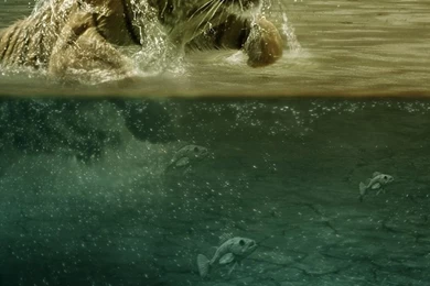 Sony Xperia Z1, ZL, Z, Samsung Galaxy S4, HTC One Tiger Wallpapers ...