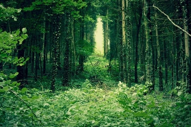 Nature Mobile Wallpapers