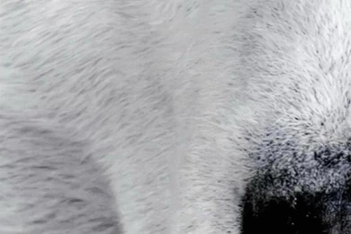 Z Wallpapers Full Hd 1080 X 1920 Smartphone Dog Husky 1080 X 1920 ...