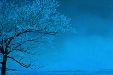Tree In Light Blue Wallpapers   20837