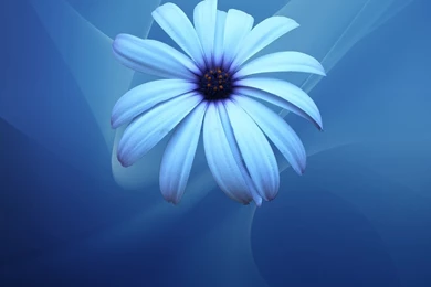 Desktop Wallpapers · Gallery · Windows 7 · Blue Chamomile Wallpapers ...