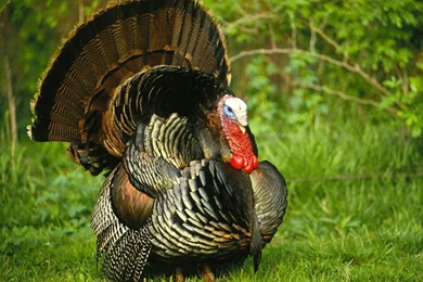 Turkey Wallpapers Desktop