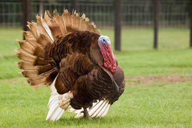 Turkey Bird Desktop Wallpaper,Turkey Bird Images, New Wallpapers