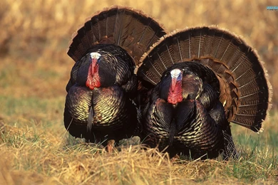 Maiden's Tower Wallpapers   World Wallpapers