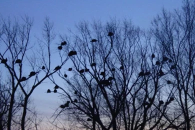 Antler Ridge Lodge   PC Pheasant And Turkey Hunting Wallpapers ...