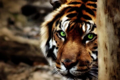 Shy Sumatran Tiger Wallpapers By MoonsongWolf On DeviantArt