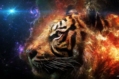 Tiger Computer Wallpapers, Desktop Backgrounds