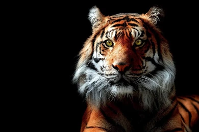 Tiger Backgrounds Pictures