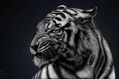 192 White Tiger HD Wallpapers