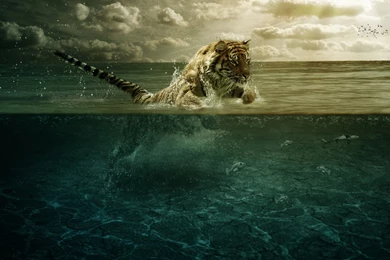 Ultra HD 4K Tiger Wallpapers HD, Desktop Backgrounds 3840x2400 ...