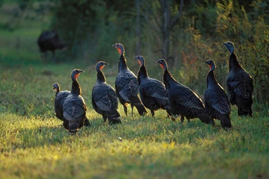 Free Wallpapers Turkey Birds Eastern Flock Birds