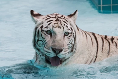 White Tiger Wallpapers HD