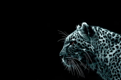 Tiger Computer Wallpapers, Desktop Backgrounds