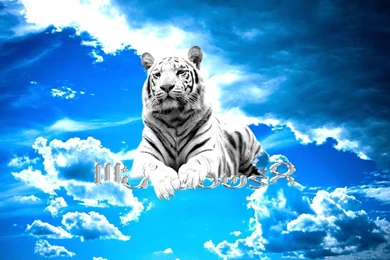 192 White Tiger HD Wallpapers