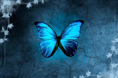 Blue Butterfly Wallpapers