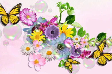 929 Butterfly HD Wallpapers
