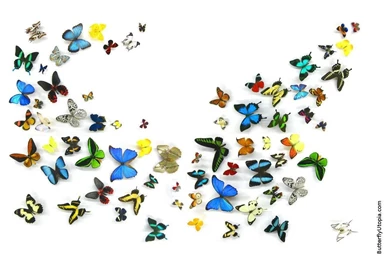 Free Butterfly Wallpaper, Wallpapers, Backgrounds, Desktop ...