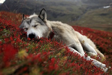 Wolf Hd Wallpapers