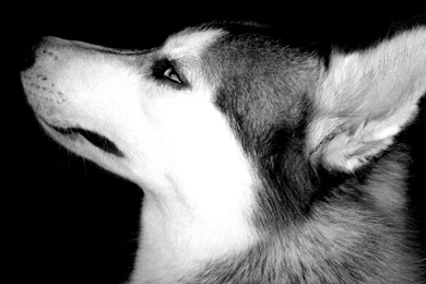 Wolf Wallpapers Cool AL5   WALLPAPEROX.COM