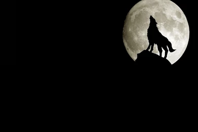 3D Wolf Wallpapers 1920x1200 Wallpapers, 1920x1200 Wallpapers ...