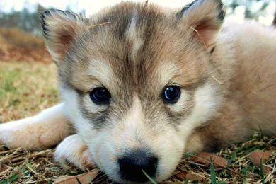 Wolf Wallpapers HD A38   Wallpapers