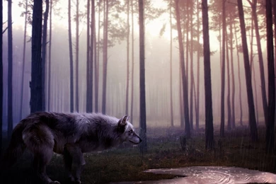 Wild Wolf Wallpapers