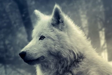 White Wolf Painting HD Desktop Wallpapers : Widescreen : High ...