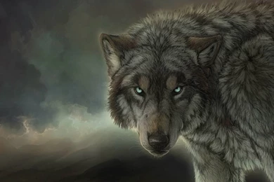 Wolf Wallpapers Dekstop TF4   WALLPAPEROX.COM