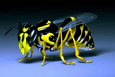 Free Aquarium Desktop Hd Wallpapers 3D