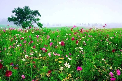 Free_desktop_backgrounds_nature_flowers 1.jpg