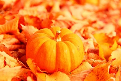 Pumpkin And Autumn Leaves HD Desktop Wallpapers : High Definition ...