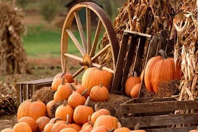 Harvest Scene Of Pumpkins   Wallcoo.net