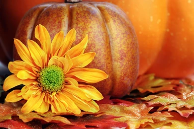 6445_Beautiful yellow flower and a big pumpkin for Halloween.jpg